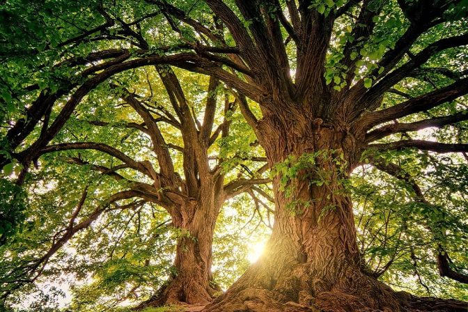 21 Novembre: Giornata Nazionale dell’Albero