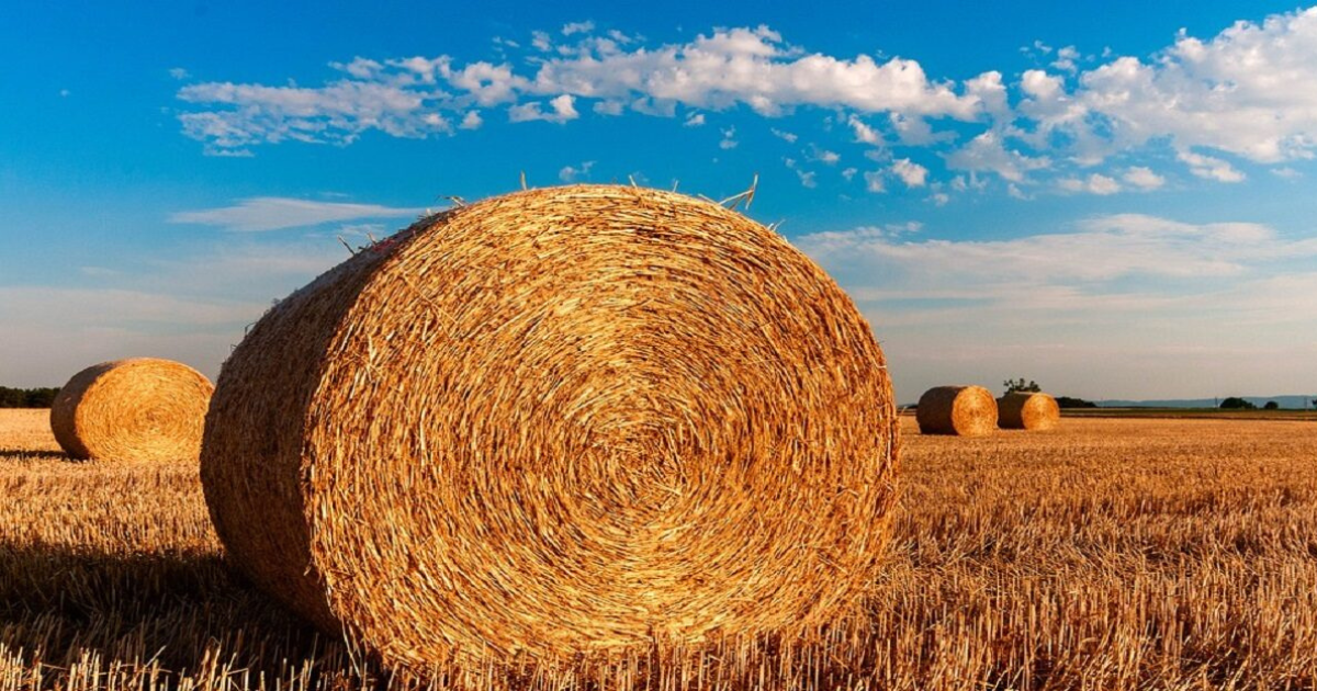 Cos’è la PAC (Politica Agricola Comune)? Scopriamolo insieme